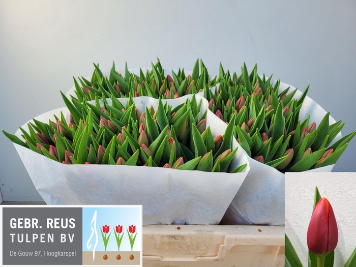 <h4>TU EN VERANDI</h4>