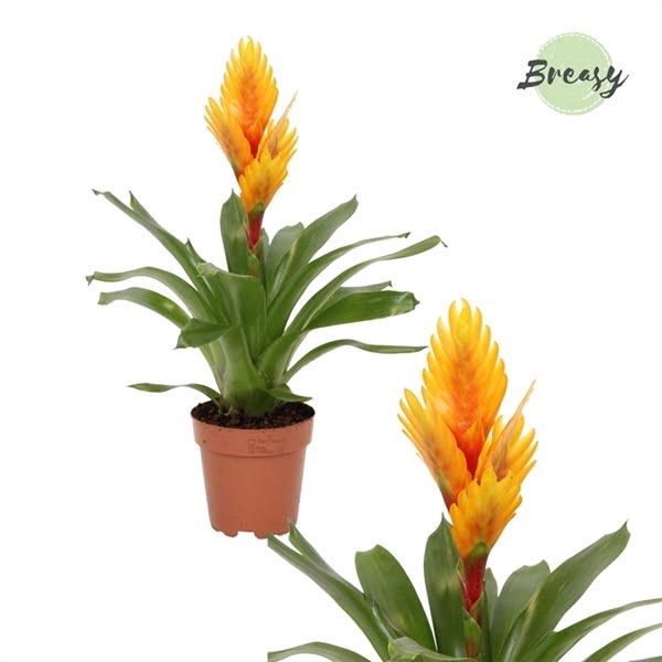 <h4>Vriesea Intenso Orange Flame</h4>