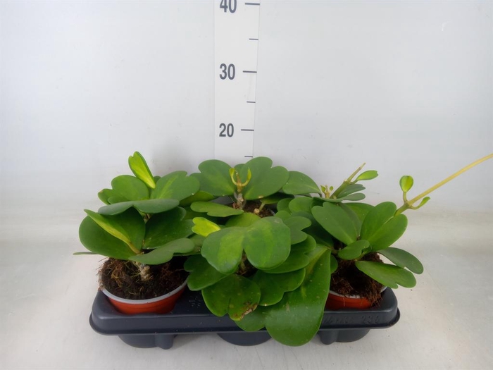 <h4>Hoya kerrii</h4>