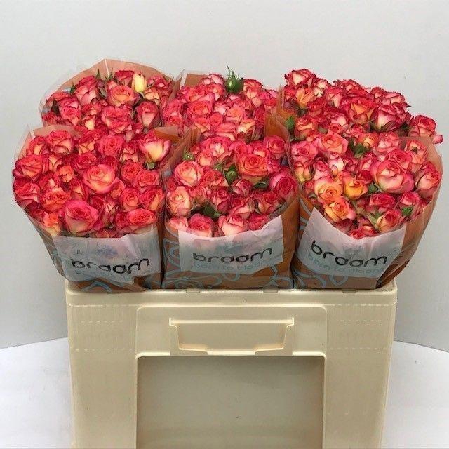 <h4>Rosa TR 'Summer Dance' BRAAM</h4>