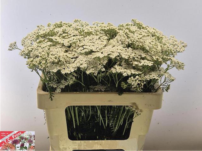 <h4>ACHIL WHITE BEAUTY ACHIL M WHITE BE</h4>