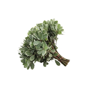 Pittosporum Ilan 40 Cm Extra