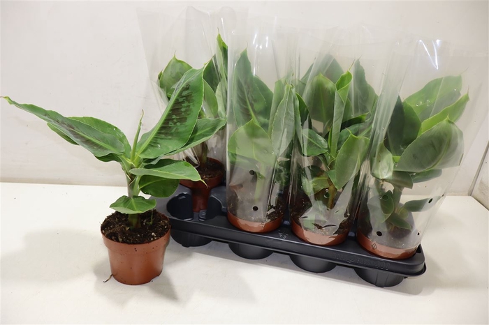 <h4>arr8 Musa Tropicana</h4>