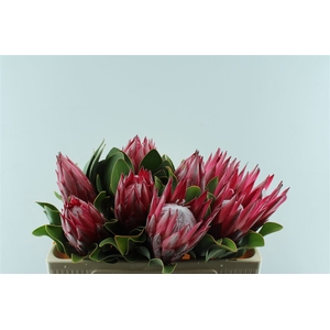 Protea Cy Madiba