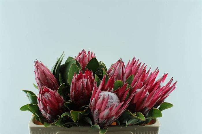 <h4>Protea Cy Madiba</h4>