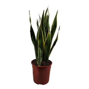 Sansevieria trifasciata 'Laurentii' 90cm