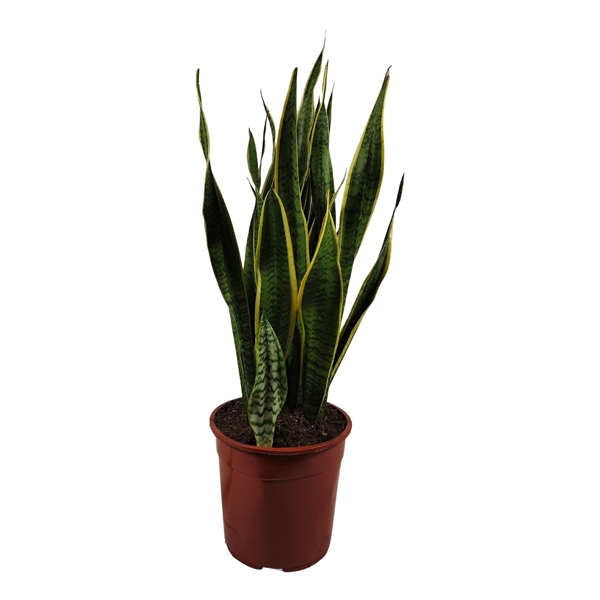 <h4>Sansevieria trifasciata 'Laurentii' 90cm</h4>