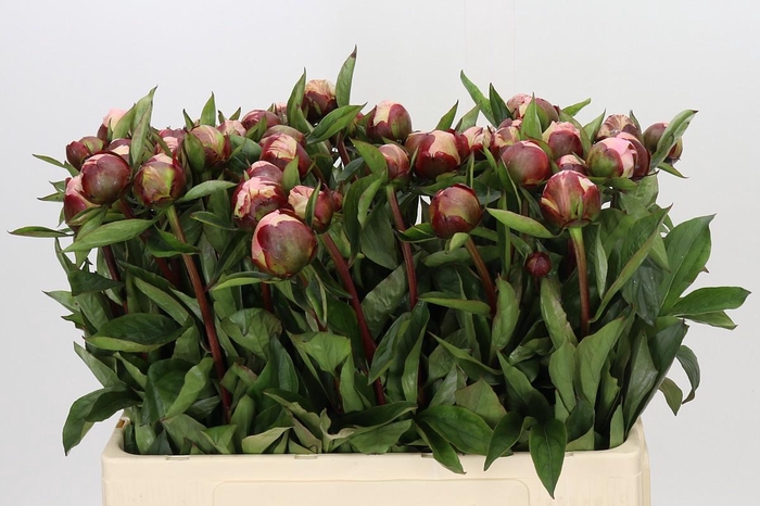 <h4>Paeonia Gardenia</h4>