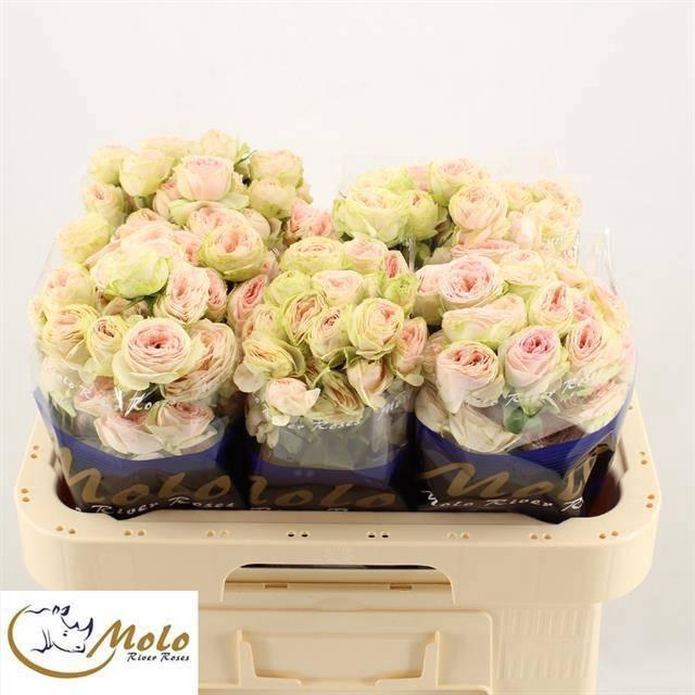 <h4>R TR SWEET GISELLE!</h4>