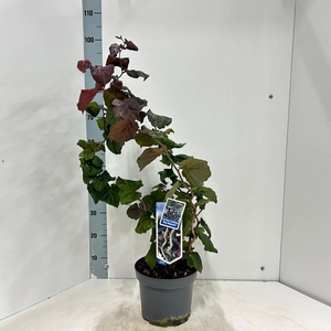 Corylus avellana