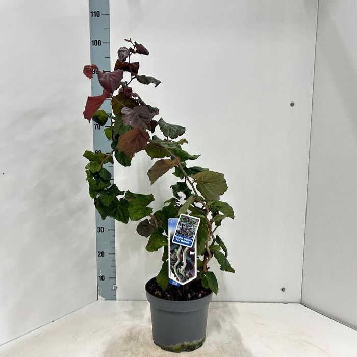 <h4>Corylus avellana</h4>