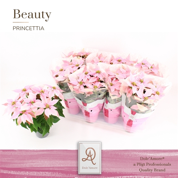 <h4>Princettia Pink P12 Dolc'Amore®</h4>