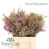 Erica Milanthera