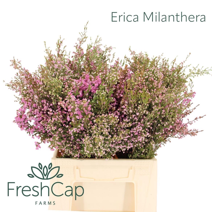 Erica Milanthera