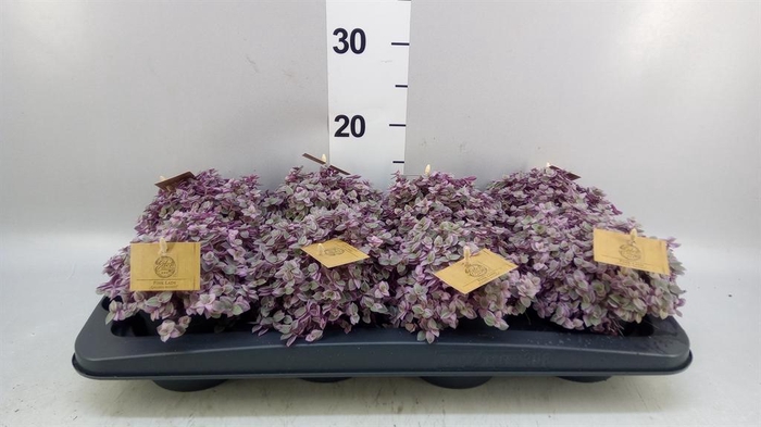 <h4>Callisia repens 'Rosato'</h4>