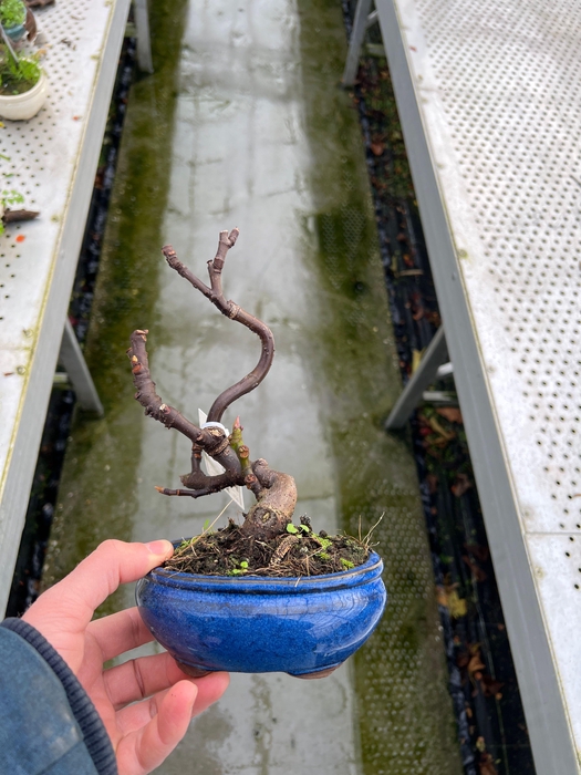 <h4>Ficus carica, 13cm.</h4>