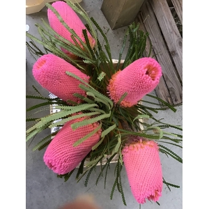 BANKSIA HOOKERIANA DUSTY PINK
