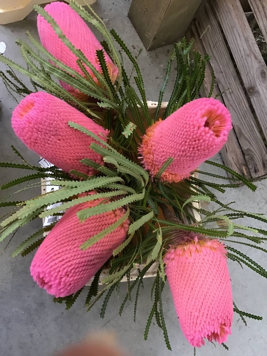 BANKSIA HOOKERIANA DUSTY PINK
