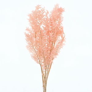 Pres Ruscus Soft Bleached Light Pink Per Stem