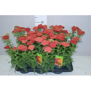 Achillea Millefolium Red