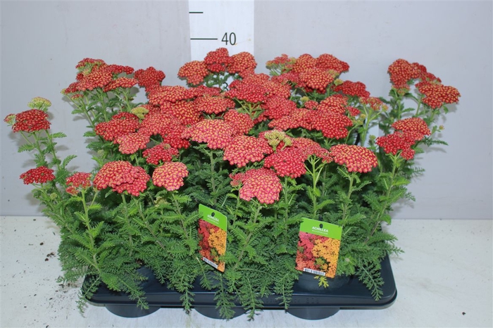 <h4>Achillea Millefolium Red</h4>