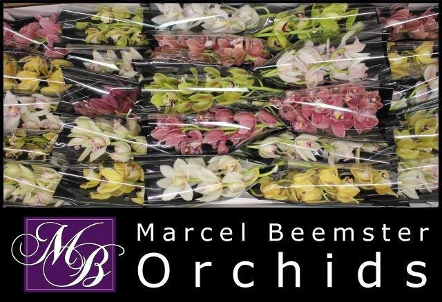 <h4>CYMB MI GEM</h4>