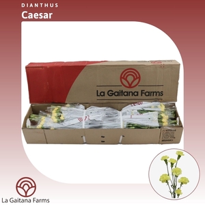 Dianthus tr Caesar