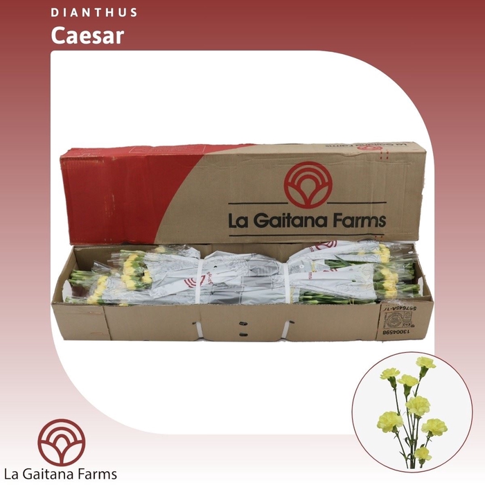 <h4>Dianthus tr Caesar</h4>