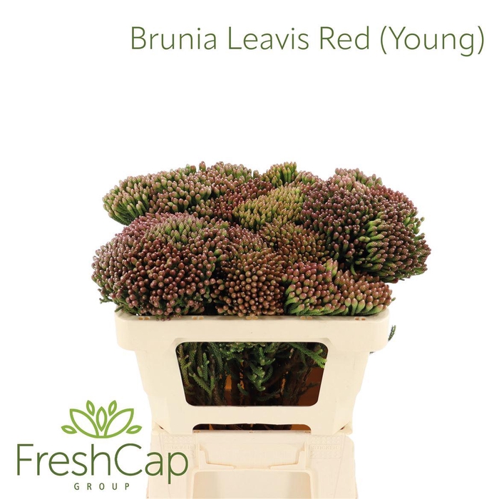 <h4>Brunia Leavis Red (young) Medium</h4>