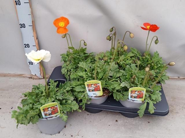 arr8 Papa Nud Gartenzwerg