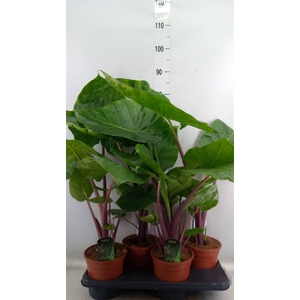 Alocasia   ...