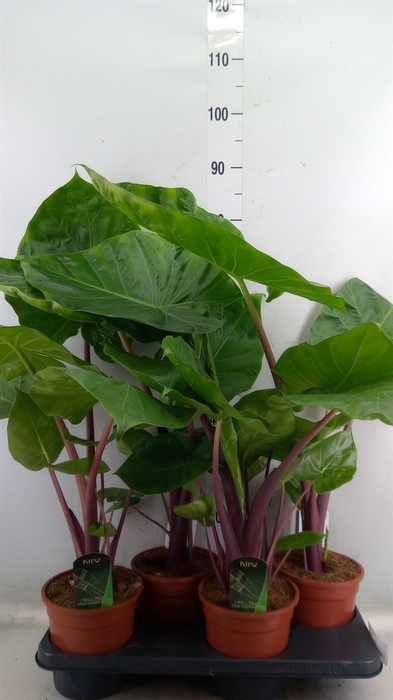 <h4>Alocasia   ...</h4>