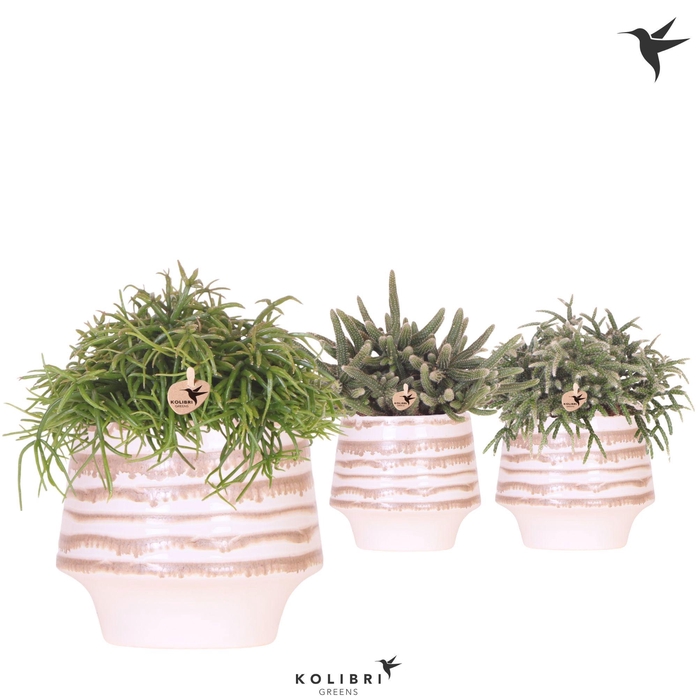 <h4>Kolibri Greens Rhipsalis mix in Moonstone pot white</h4>