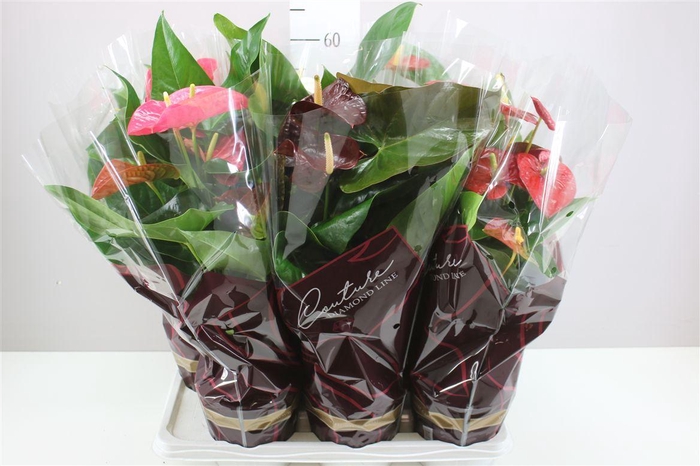 <h4>Anth An Gemengd</h4>