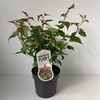 Neillia affinis