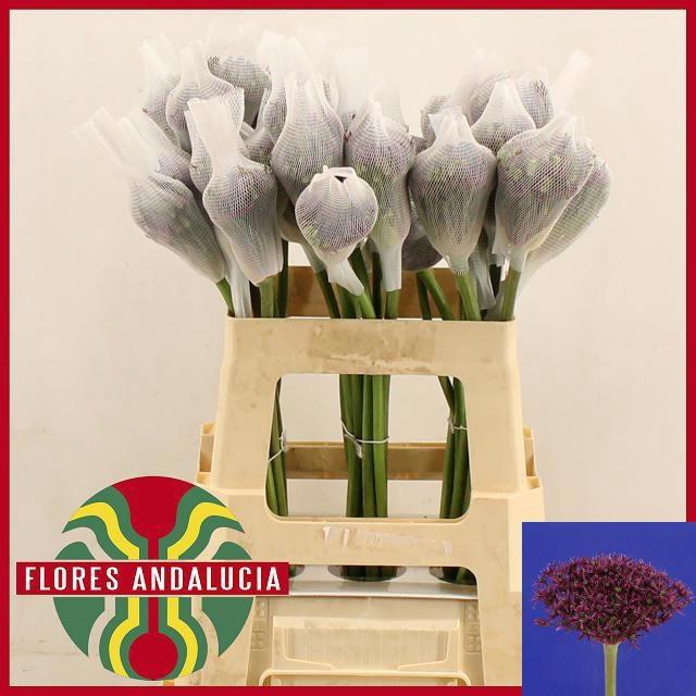 <h4>ALLIUM MERCURIUS</h4>