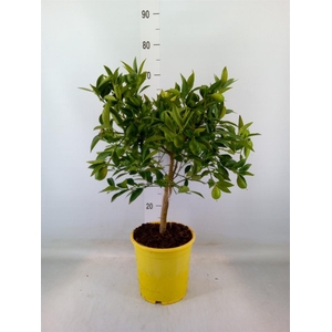 Citrofortunella floridana