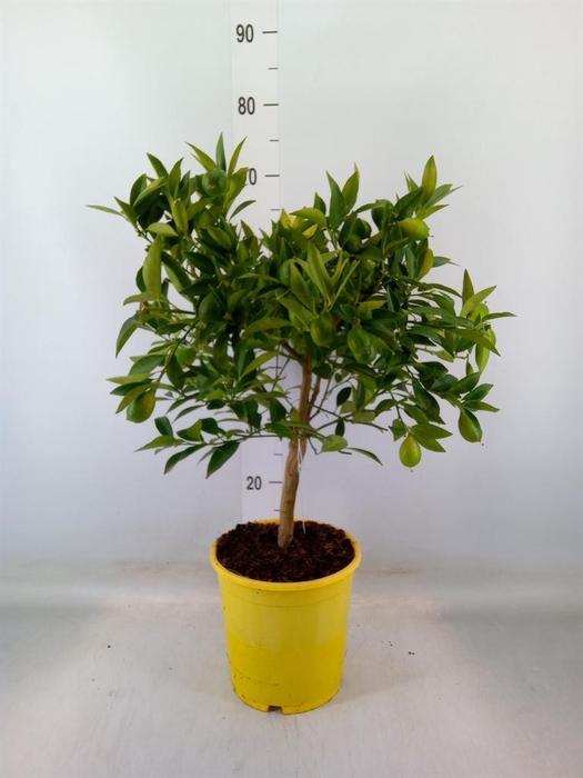 <h4>Citrofortunella floridana</h4>