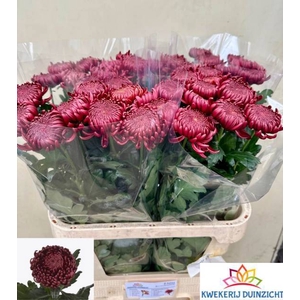 CHR G BIGOUDI RED
