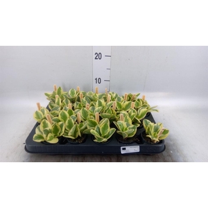 Peperomia obt. 'Obtipan Bicolor'
