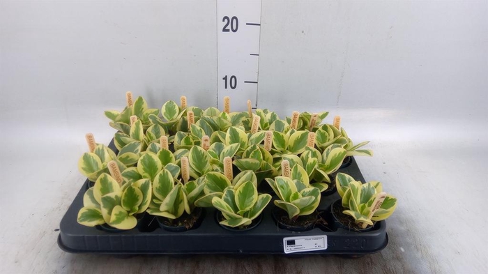 <h4>Peperomia obt. 'Obtipan Bicolor'</h4>