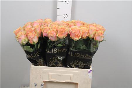 <h4>R Gr Dividend</h4>