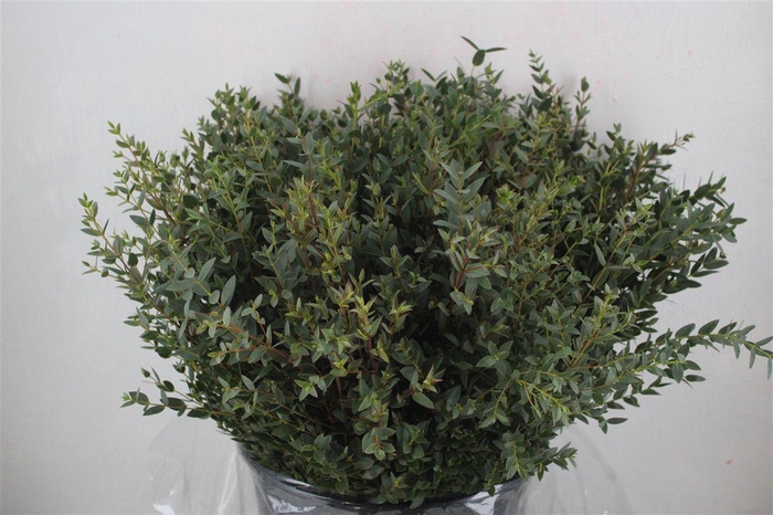 <h4>Euca Parvifolia Short 400gr P Bunch</h4>