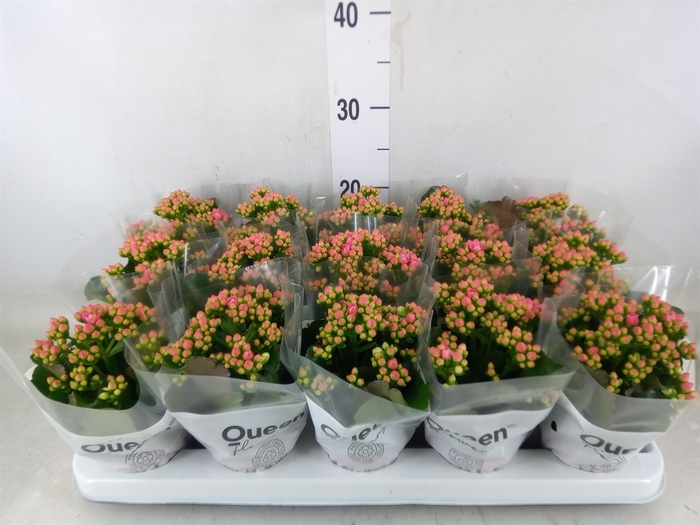 <h4>Kalanchoe  'RoseFlow Audrey'</h4>