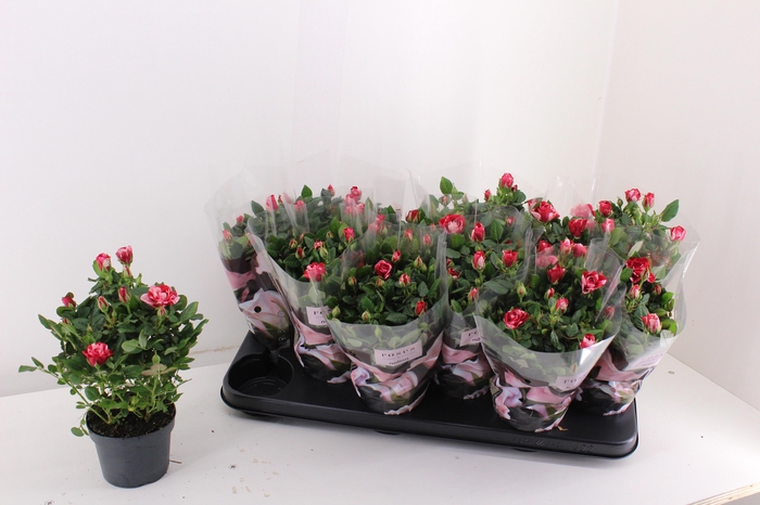 <h4>RO GIGI PARTY</h4>