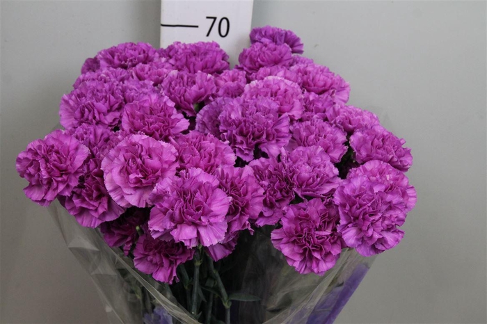 <h4>Di St Moonlite Lila</h4>