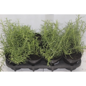 ALECRIM P15 PENDENTE