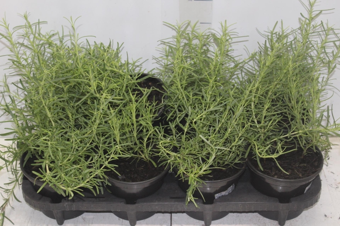 <h4>ALECRIM P15 PENDENTE</h4>