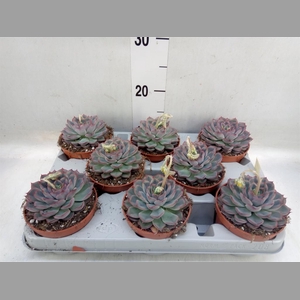 Echeveria  'Hercules'
