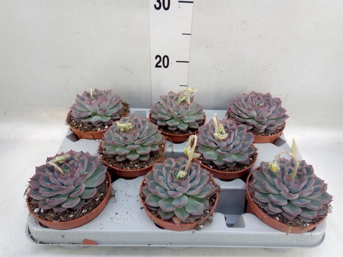 <h4>Echeveria  'Hercules'</h4>